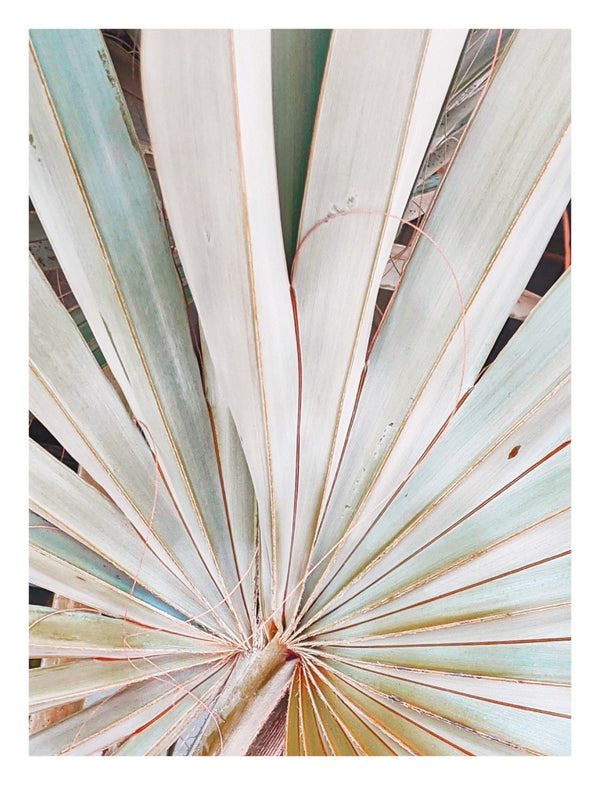 Albino Palm