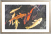 Koi