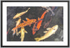 Koi