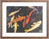 Koi