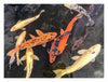 Koi