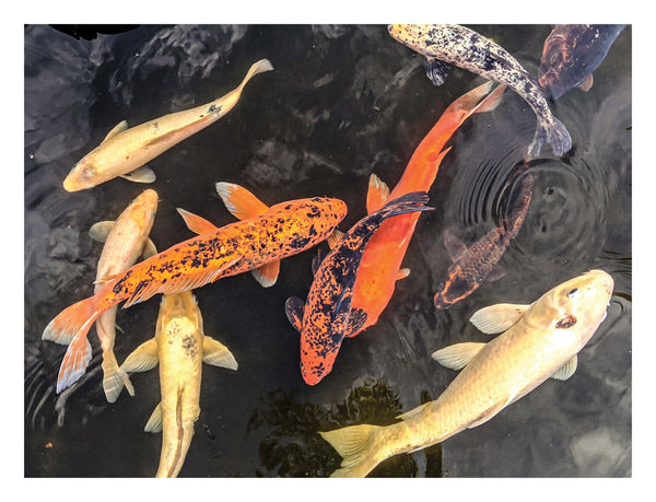 Koi