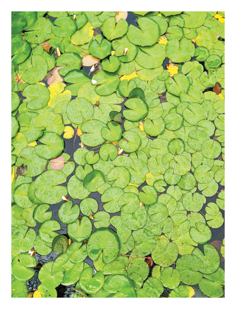 Lily Pads