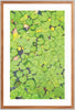 Lily Pads