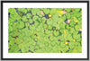 Lily Pads
