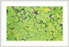 Lily Pads