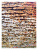 Tree Bark Detail