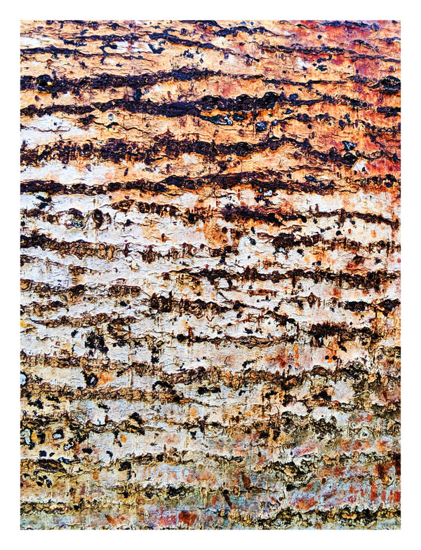 Tree Bark Detail