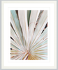 Albino Palm