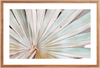 Albino Palm