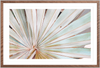 Albino Palm