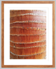 Palm Bark Detail