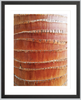 Palm Bark Detail