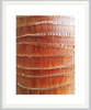 Palm Bark Detail