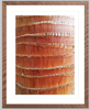 Palm Bark Detail